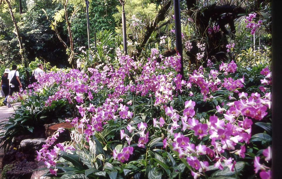 A lush garden filled with vibrant pink and white flowers, dense green foliage, and tall trees under sunlight.