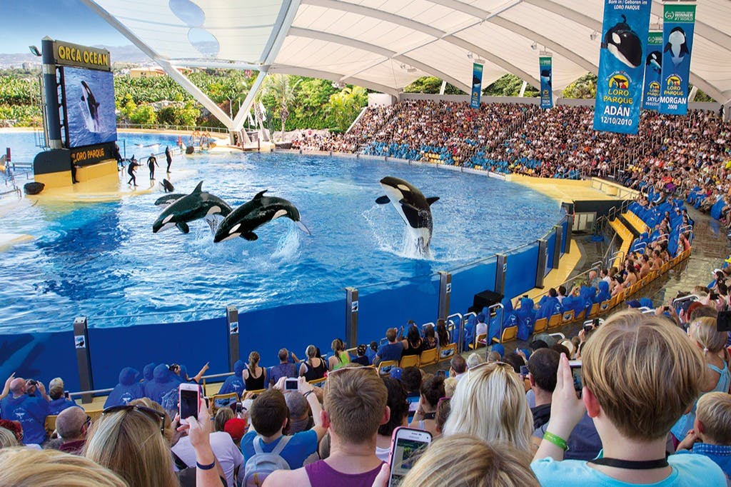 Siam Park e Loro Parque: Biglietto d'ingresso + Siam Park Trasferimento da Nord — 4