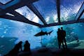 Big Blue Shark Tank