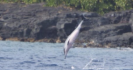 Aventura Marítima na Baía de Kealakekua - Photo 4
