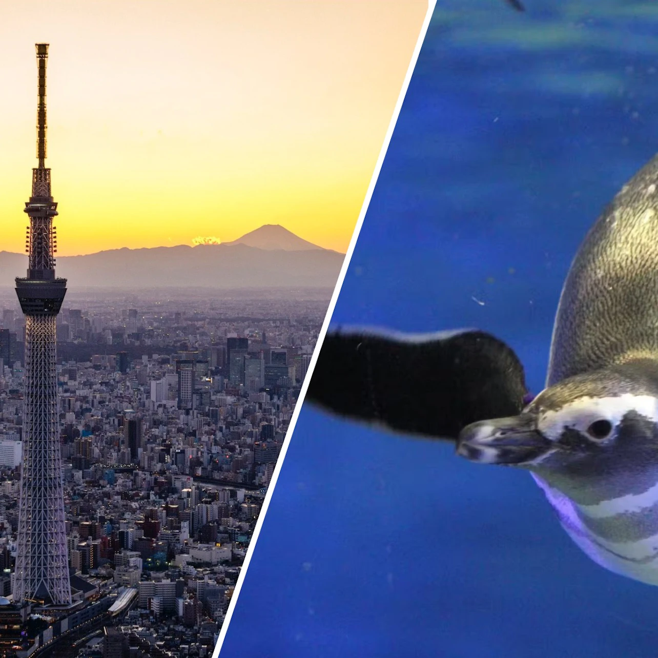 Tokyo Skytree Pass: Tokyo Skytree + Sumida Aquarium in Tokyo β Tiqets