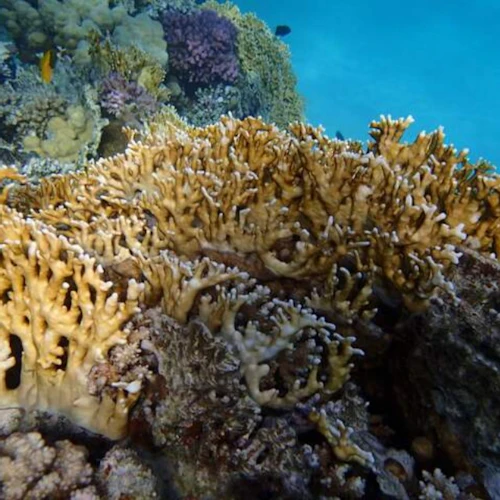 Sharm El-Lole Beach: "Zaina Camp" - Photo 4