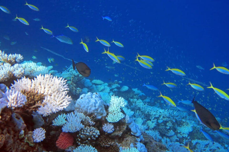 Coral Garden Marsa Alam