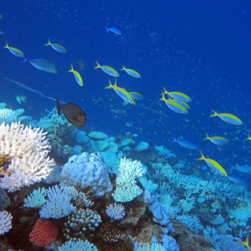 Sharm El-Lole Beach: "Zaina Camp" - Photo 13