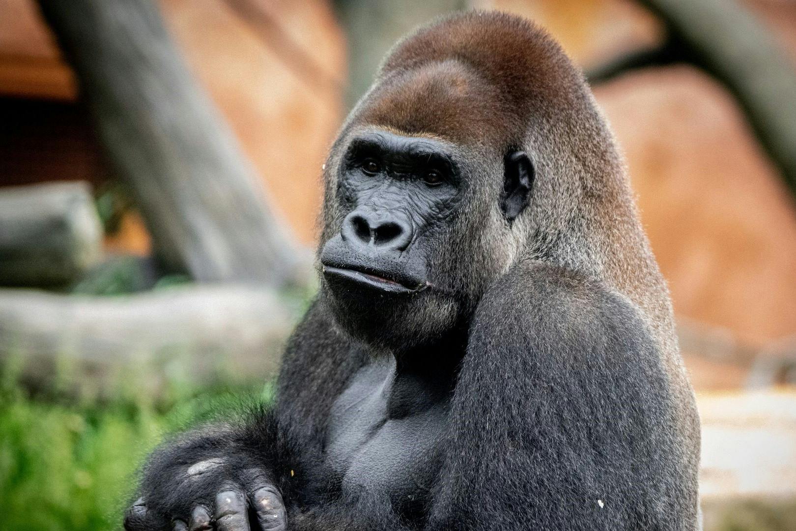 팔짱을 끼고 앉은 고릴라가 차분하고 사색적인 표정을 짓는 클로즈업.