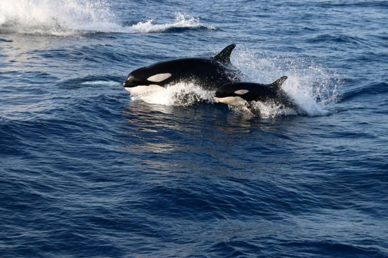 Two orcas swimming close together in the open ocean, creating splashes as they move through the water.