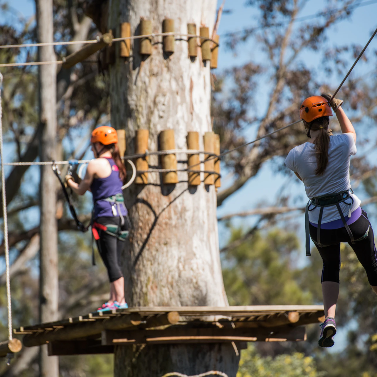 Treetops Adventure: Nowra Park in Nowra β Tiqets