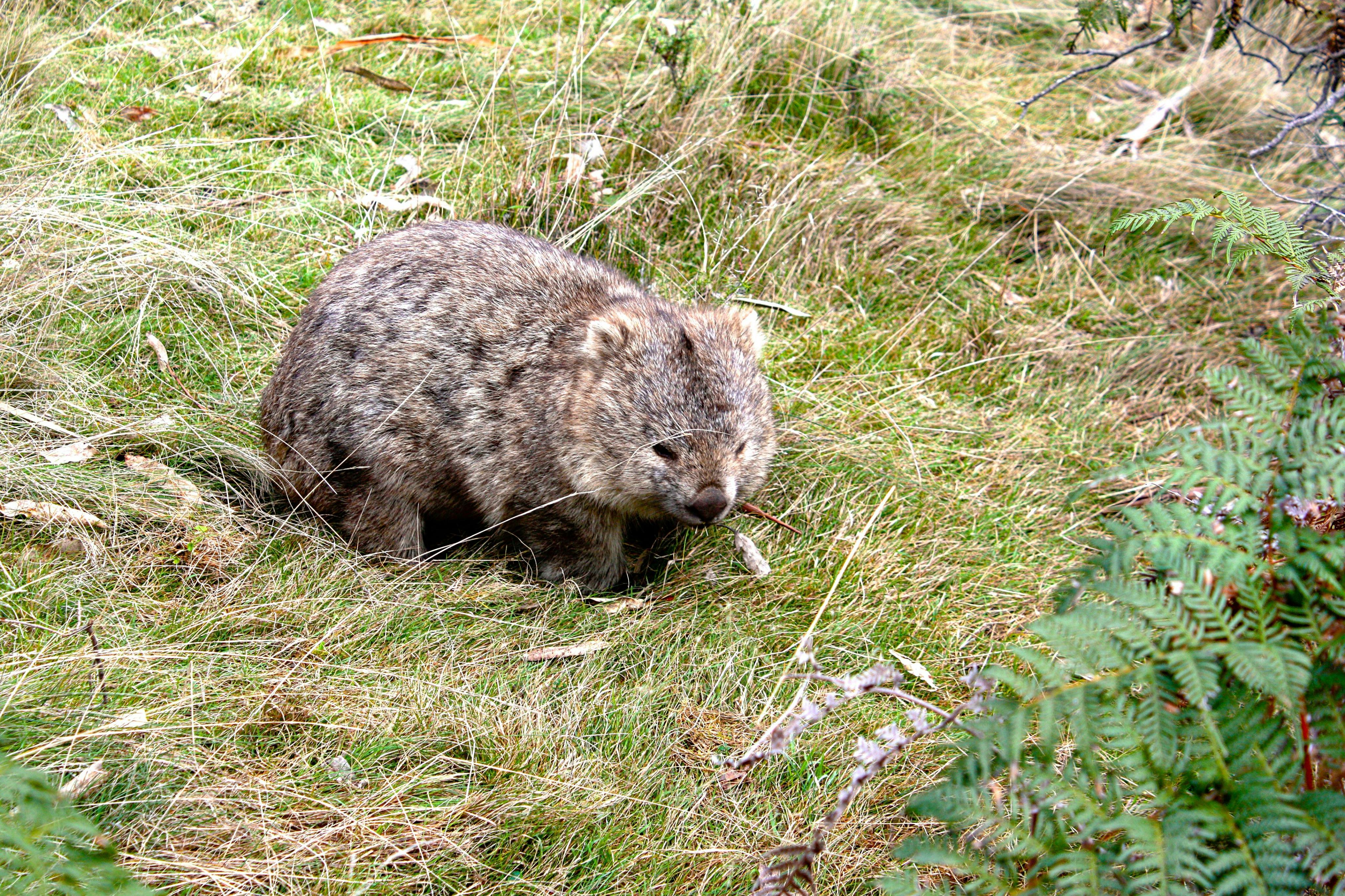 フレンドリー・ウォンバット