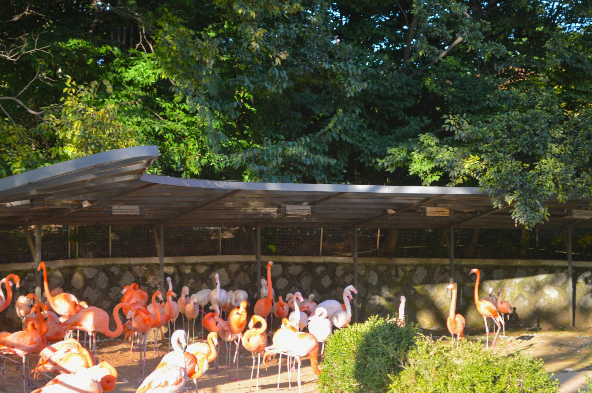 A group of flamingos under a shelter in a landscaped area with trees in the background.
