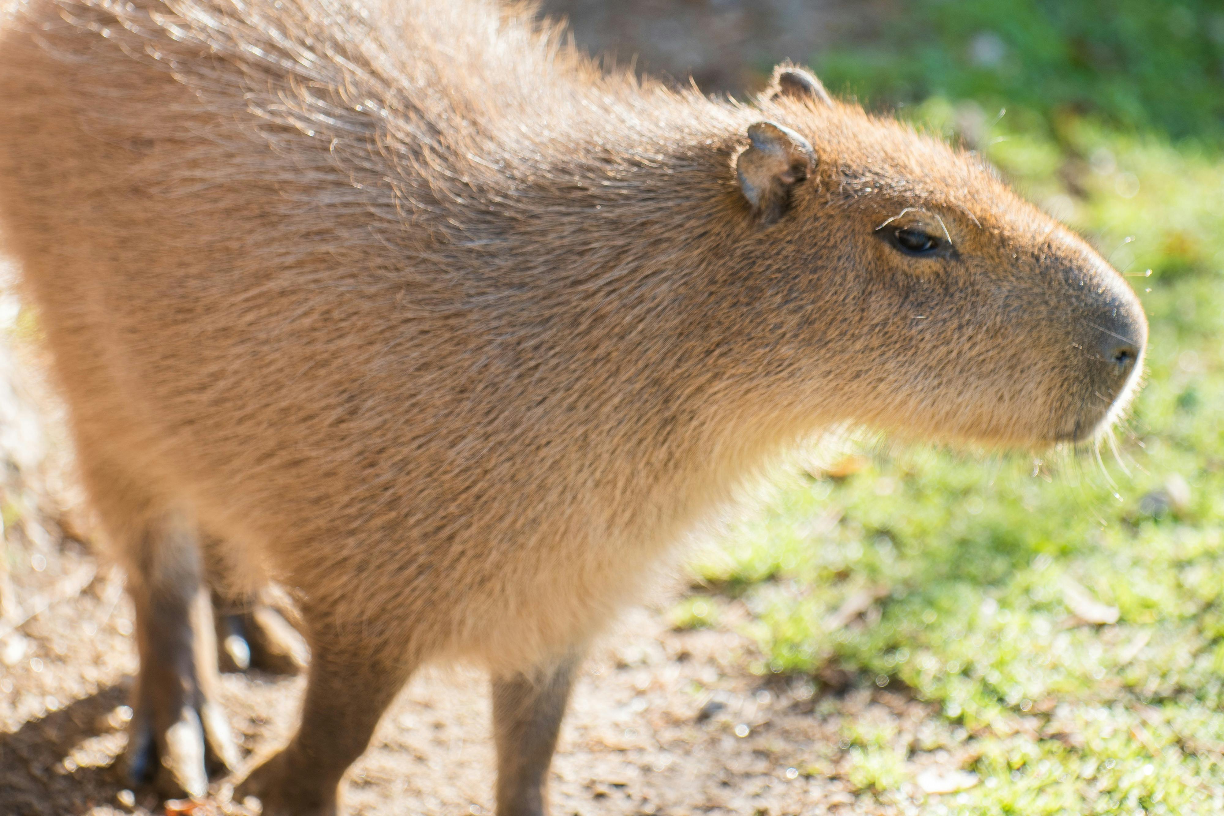 Capibara