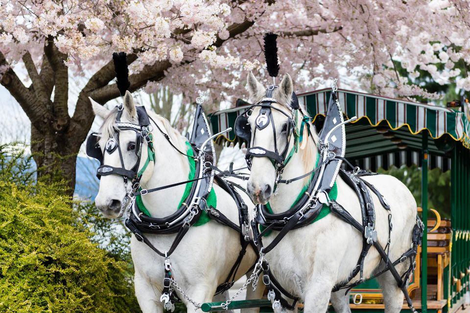 Two white horses wearing black harnesses pull a green carriage beneath blooming cherry blossom trees.