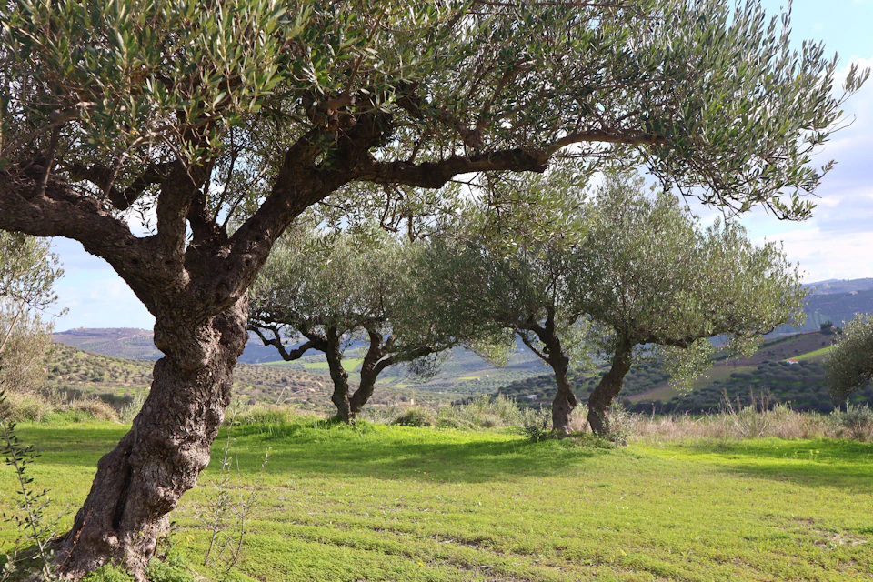 View of the Cretan Landscape