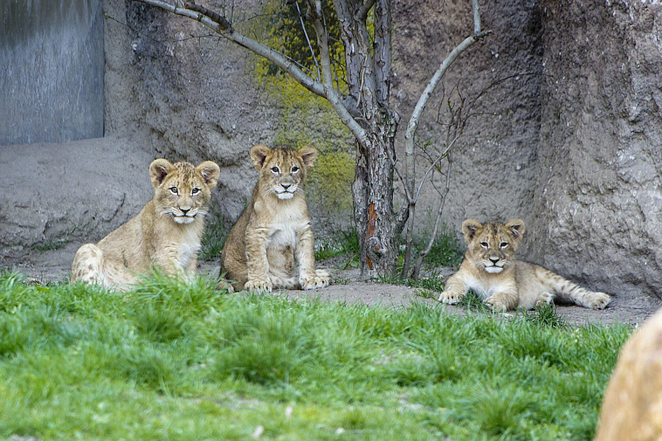 Three lion cubs sit and lie on grass near a tree and rocky wall.