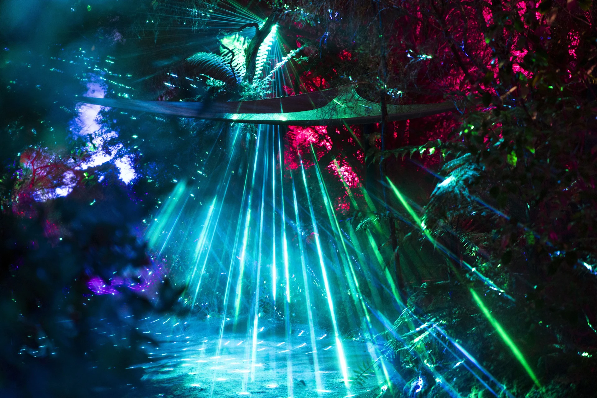 A forest illuminated by colorful beams of light, featuring greenery and vibrant red, blue, and green lighting effects.