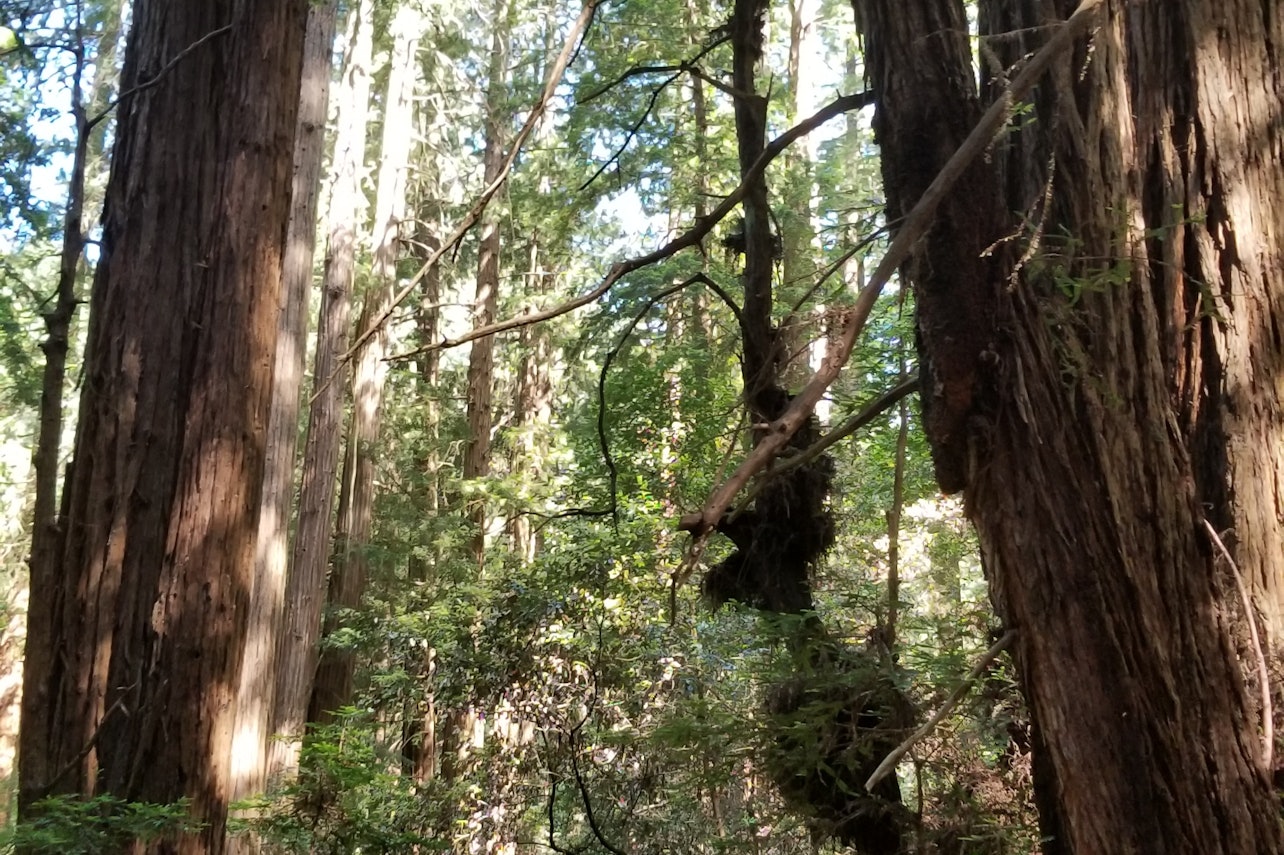 Muir Woods and Sausalito Tour from San Francisco Ticket - Accommodations in San Francisco