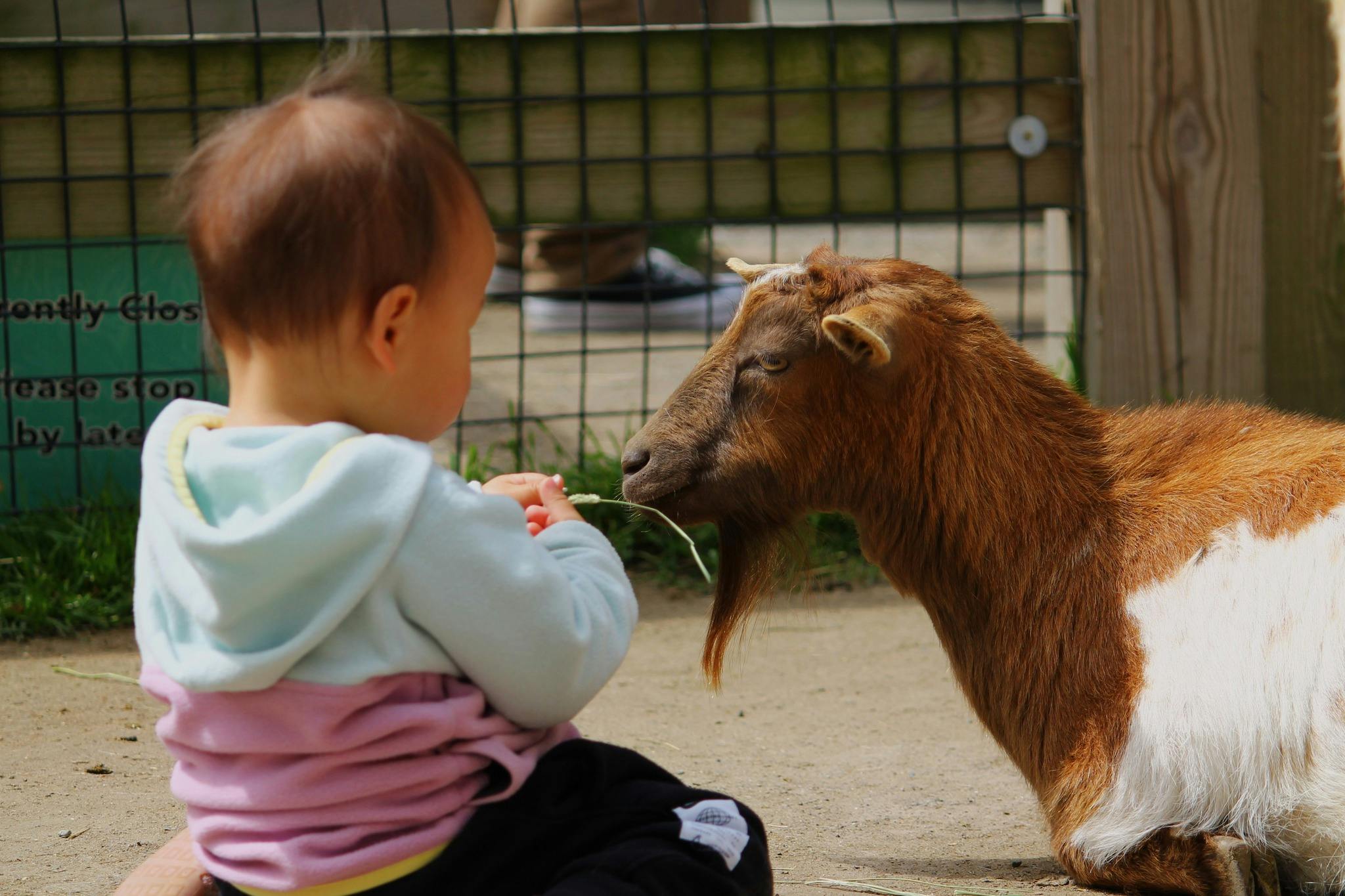 A child in a hoodie feeds a goat through a wire fence, sitting on a walkway beside a grassy area.