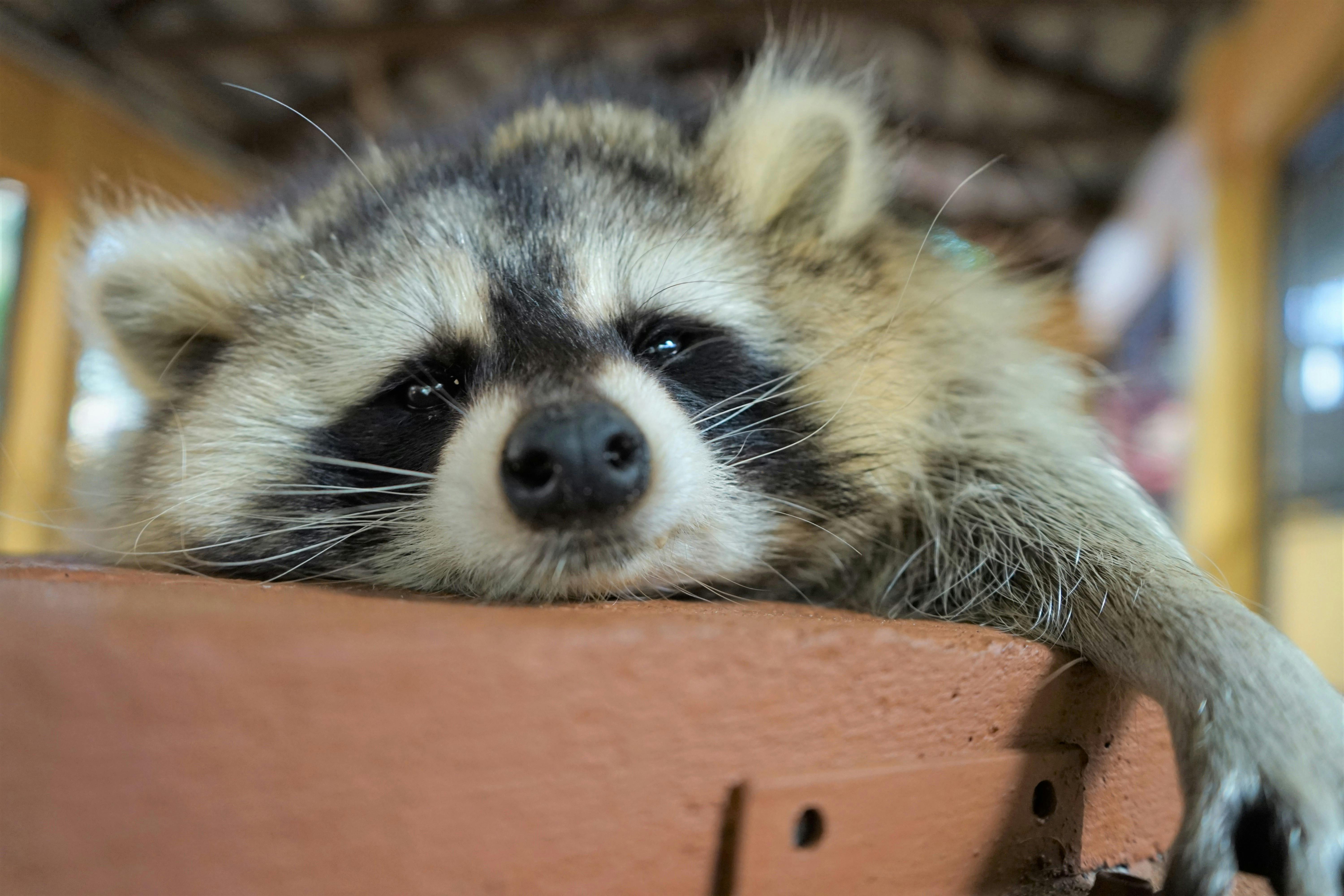 Mýval si lehne s hlavou a tlapkou položenou na dřevěném povrchu a vypadá klidně a uvolněně.
