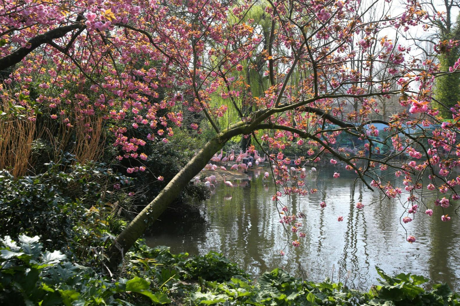 Μια γαλήνια λιμνούλα που περιβάλλεται από πλούσια βλάστηση και ροζ άνθη κερασιάς, με φλαμίνγκο να βυθίζονται στο νερό.