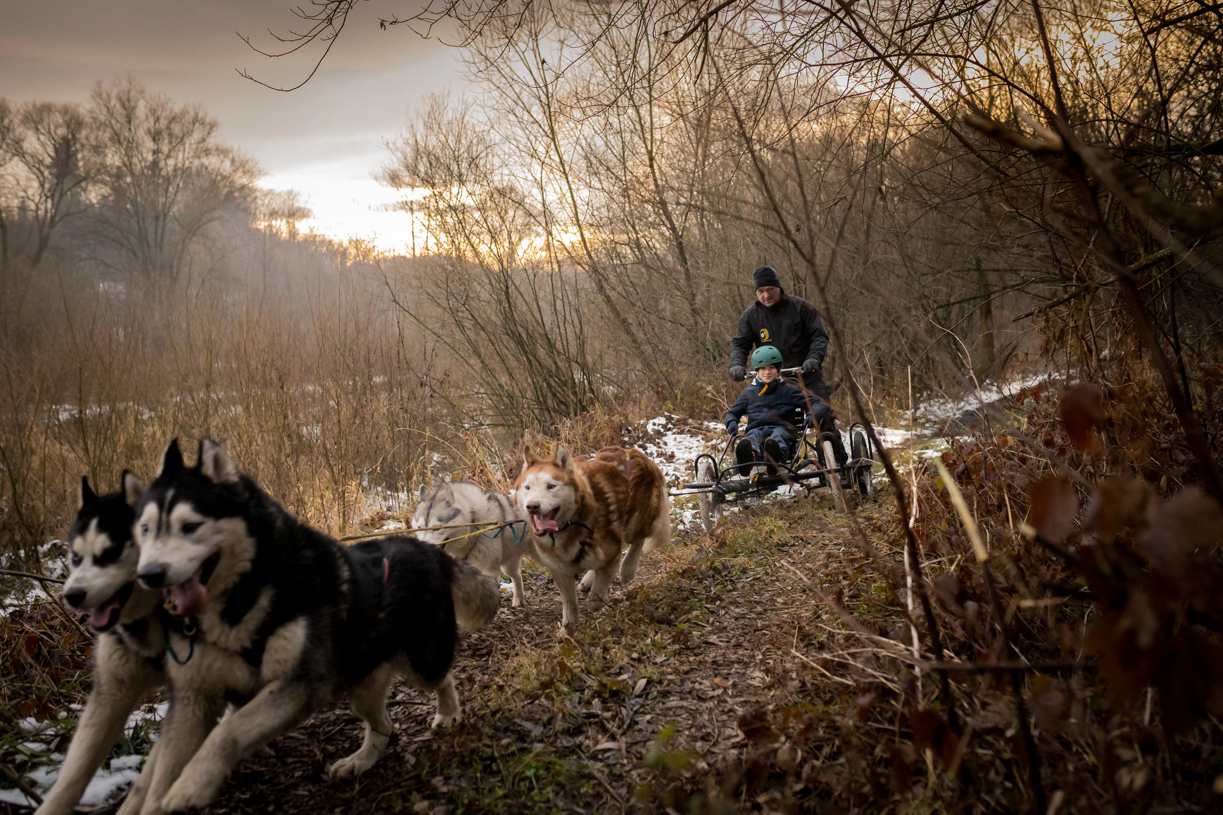 Zakopane: Dogsled Ride in Tatra Mountain from Krakow