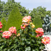 Posąg siedzącego myśliciela otoczonego zadbanymi stożkowymi krzewami i różowymi kwiatami na pierwszym planie.