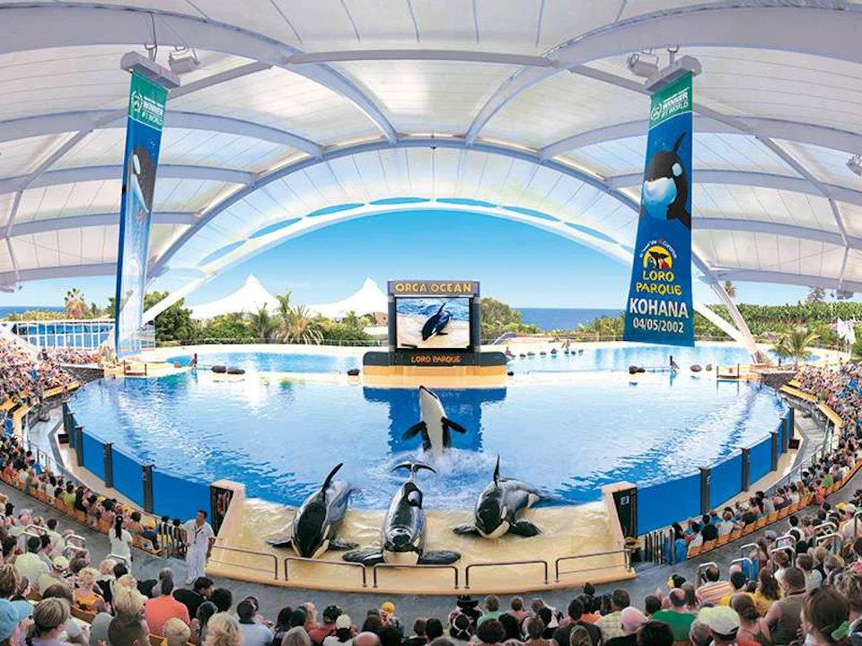 People watching an orca show at an outdoor aquarium with a large pool, under a white canopy.