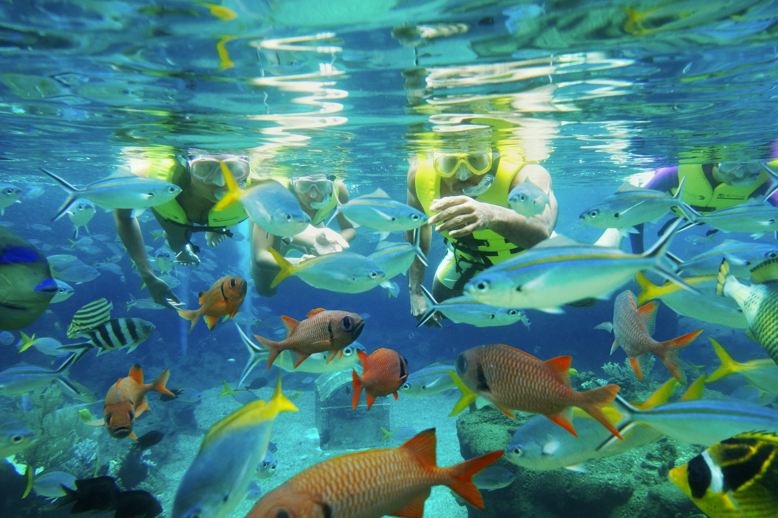 Adventure Cove Waterpark™: bilhete de entrada