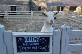 Lucy the Goat, world's friendliest goat