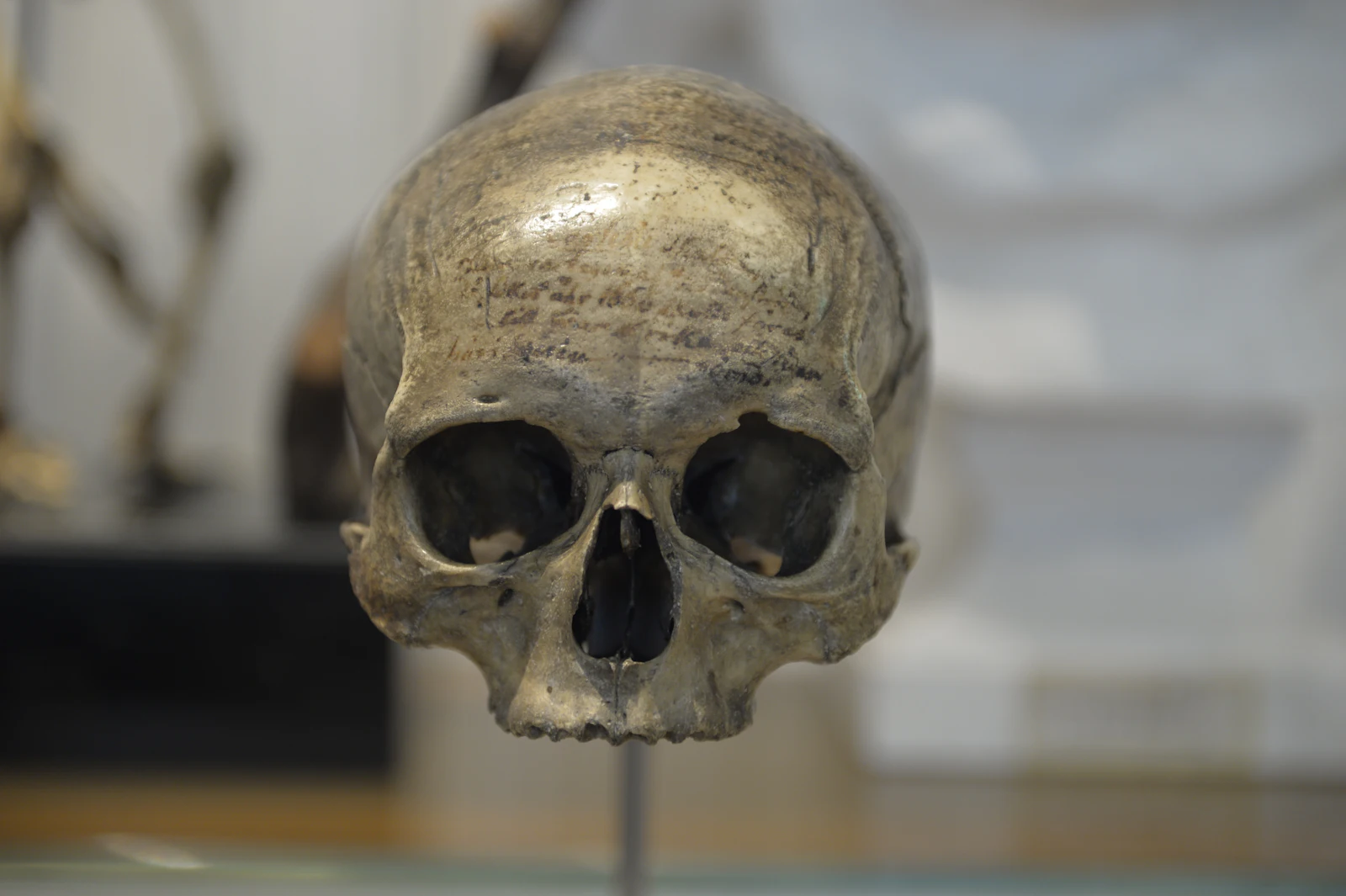 Musée du Quai Branly + Fondation Louis Vuitton