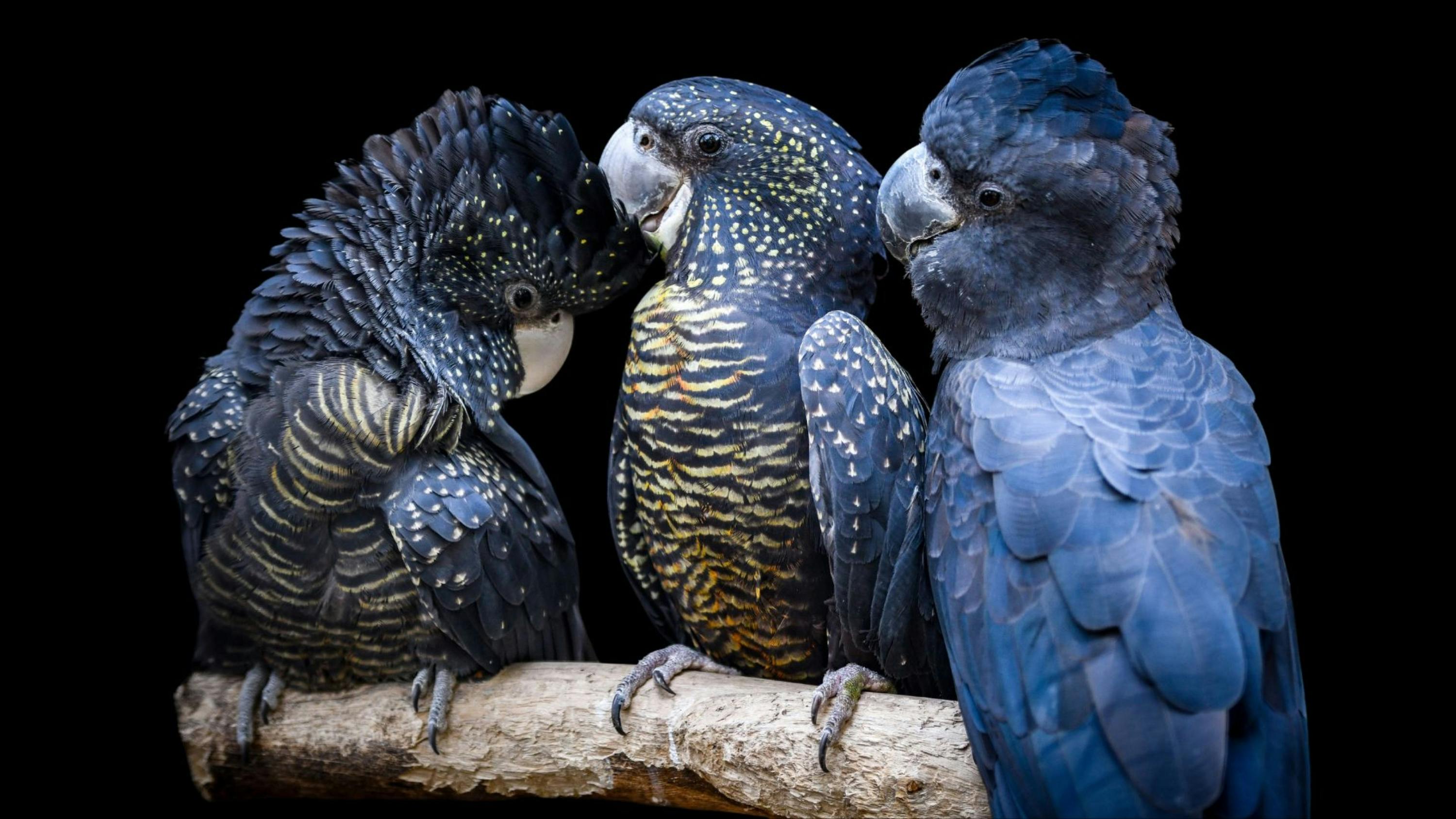 Three black cockatoos with intricate feather patterns perched on a branch against a black background.