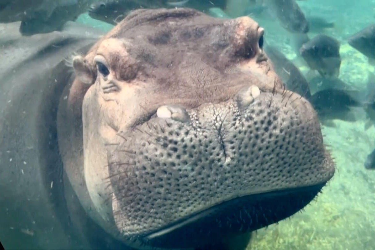 Un primo piano di un ippopotamo parzialmente immerso nell'acqua, che guarda direttamente la telecamera.