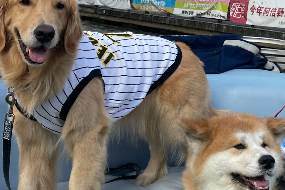 Two dogs wearing striped jerseys sitting on an outdoor bench, with a busy urban background and banners visible.