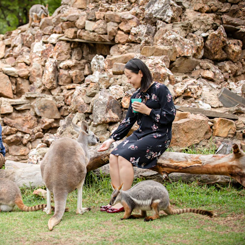 Adelaide Zoo: Entry Ticket + Panda & Friends Encounter