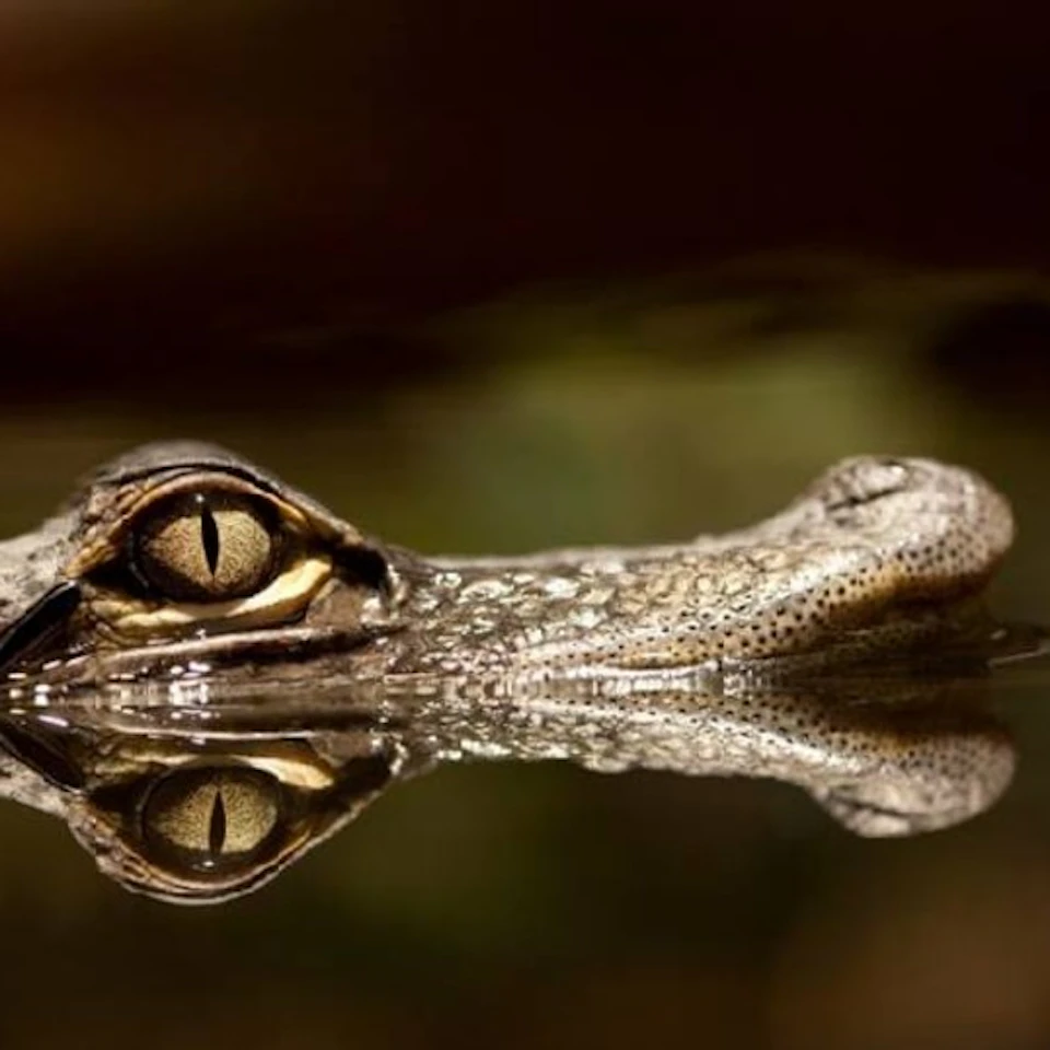 Close-up of a crocodile's eye and snout, with its reflection visible in calm water.
