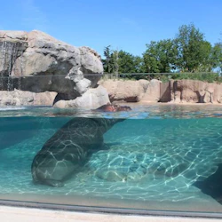 En flodhäst som simmar under vatten i en klar inneslutning med ett stenigt vattenfall och träd i bakgrunden.