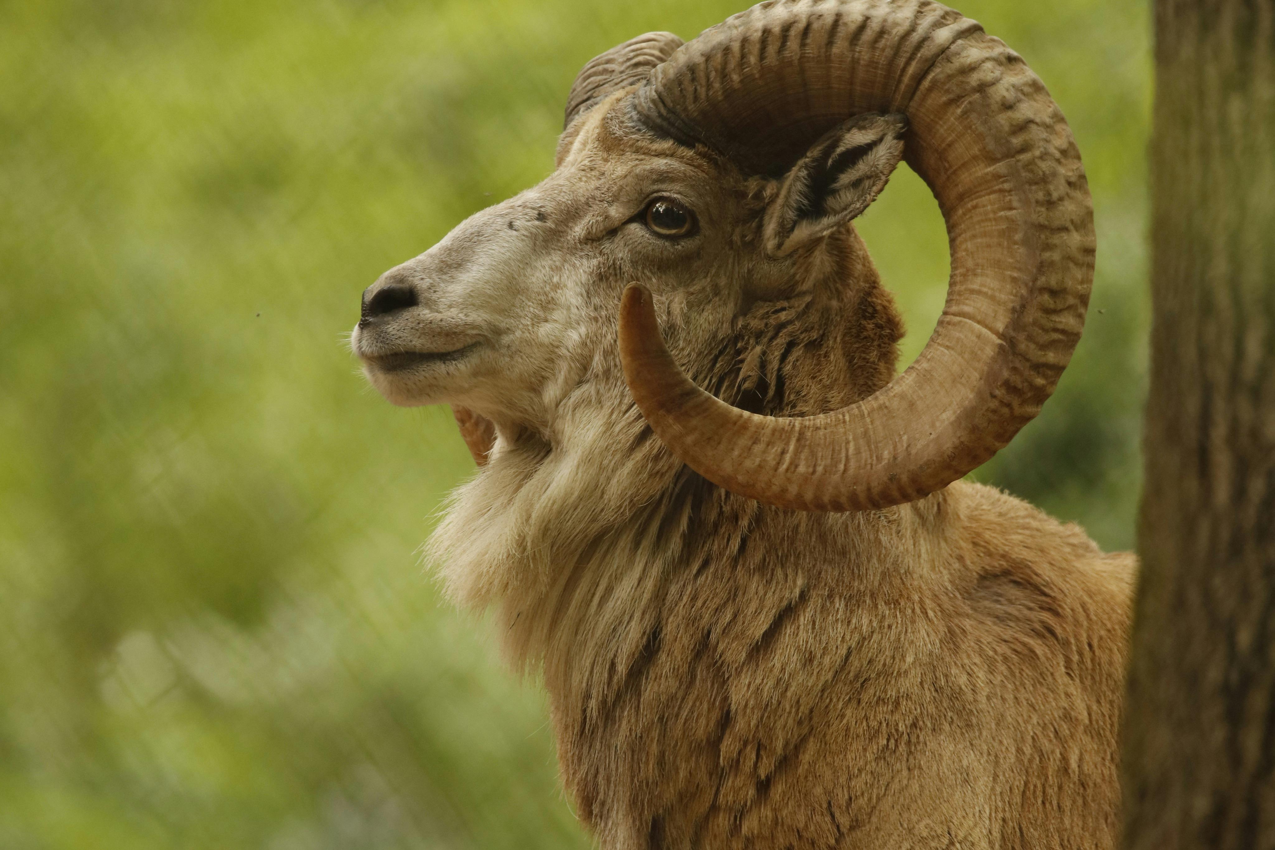 自然野生动物园