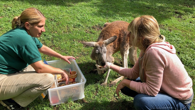 Kangaroo and Wallaby Encounter