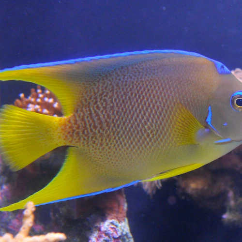 Key West Aquarium: Entry Ticket - Photo 6