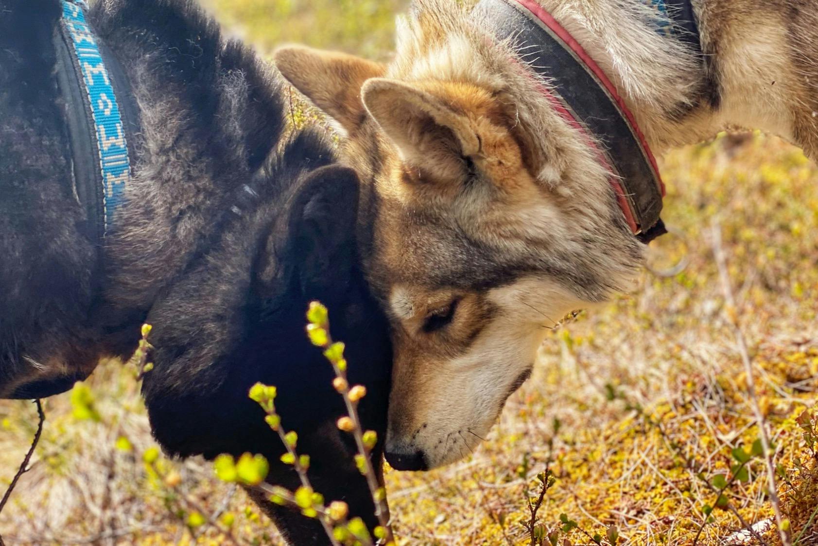 Φθινοπωρινή πεζοπορία με αρκτικά λυκόσκυλα