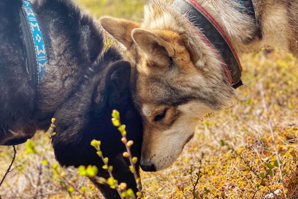 Fall Hike with Arctic Wolfdogs