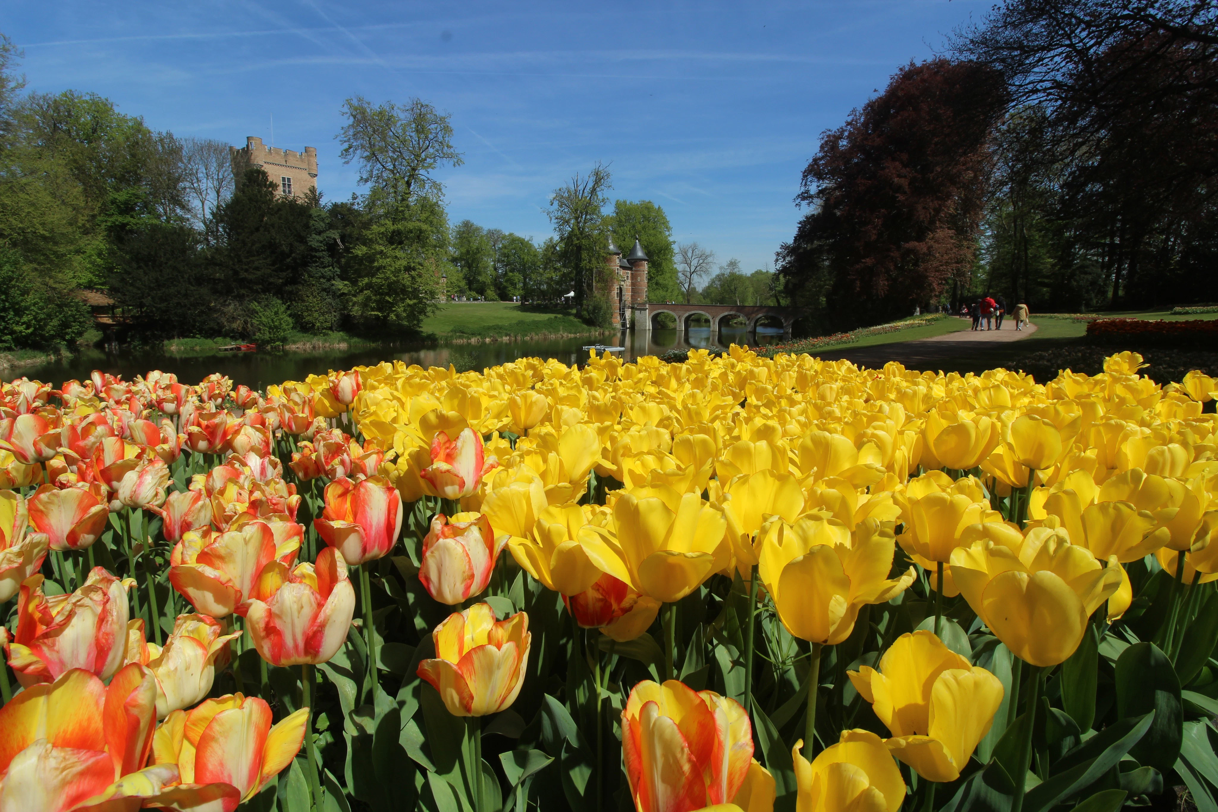 Groot-Bijgaarden Castle: Floralia Brussels Entry Ticket