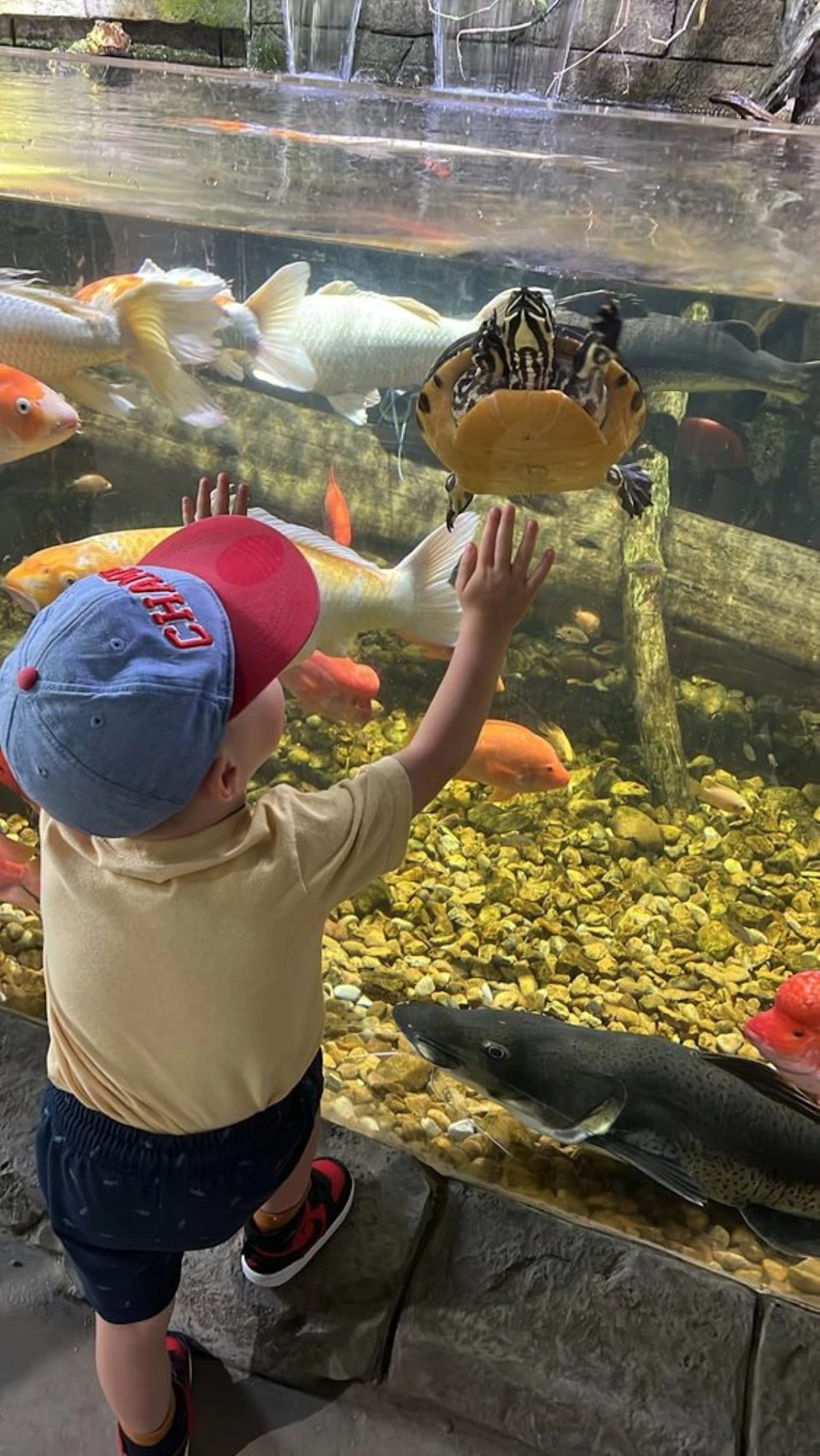 A child in a red cap raises their hands to a glass aquarium, full of colorful fish and a turtle, over a rocky bottom.