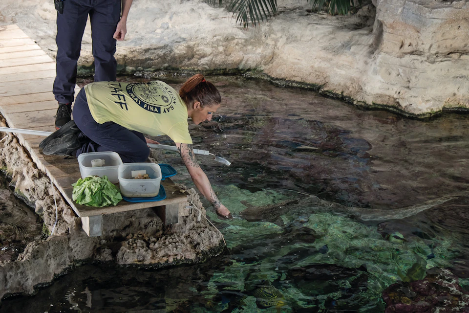 A person in a "STAFF" shirt feeds fish in a rocky aquarium setting, with containers of food beside them.