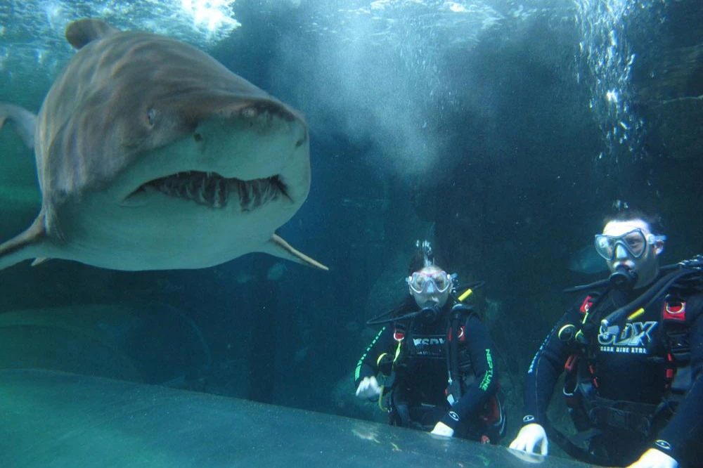 SEA LIFE シドニー水族館：シャーク・ダイブ・エクストリーム
