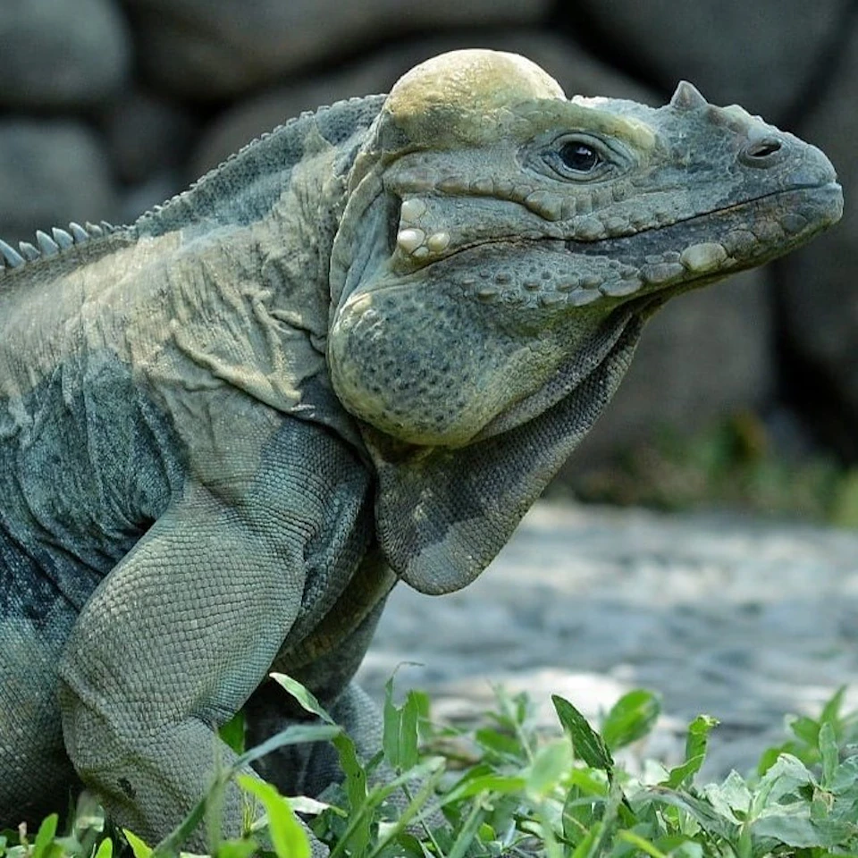 A close-up of an iguana with textured skin, standing on grass with rocks in the background.