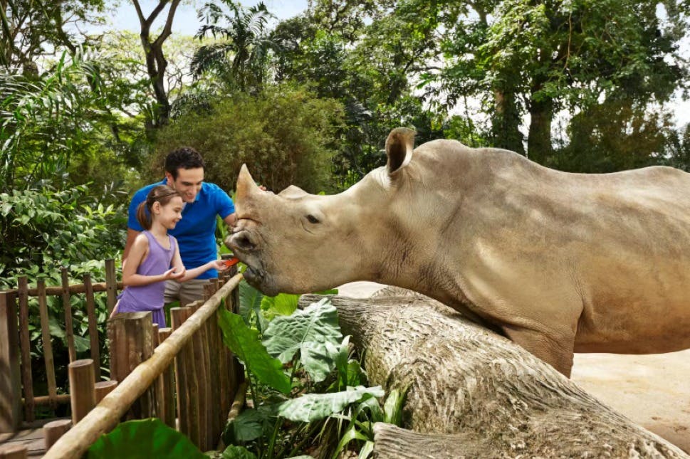 Un homme et une fille nourrissent un rhinocéros par-dessus une clôture en bois dans un cadre verdoyant.