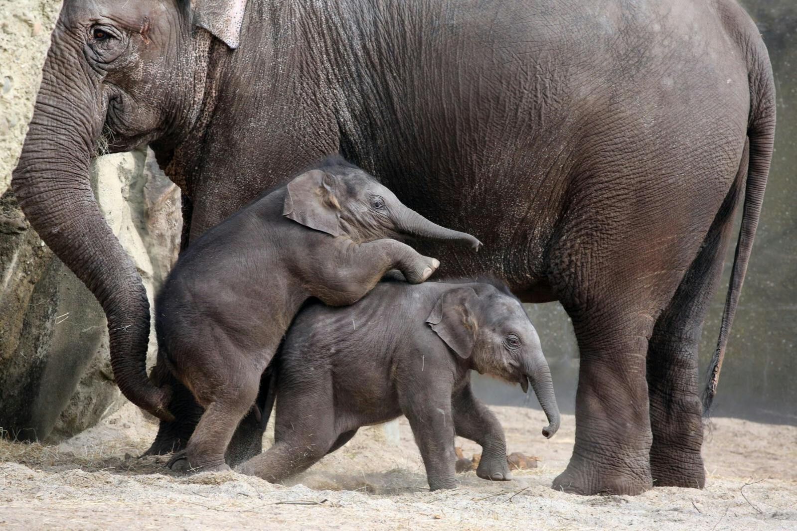 Deux jeunes éléphants jouent ensemble près d'un éléphant adulte, debout sur un sol sablonneux.