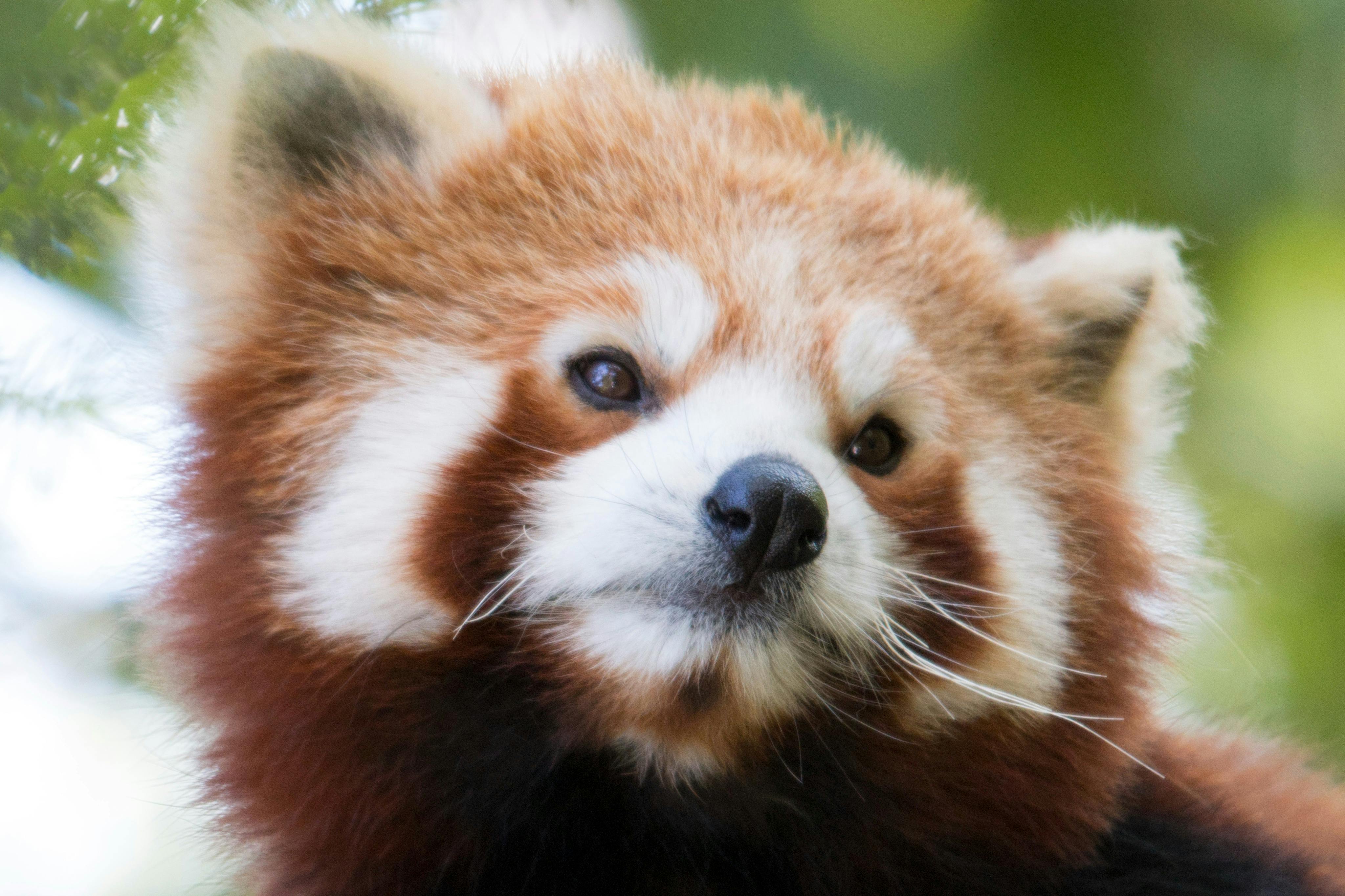 自然野生动物园