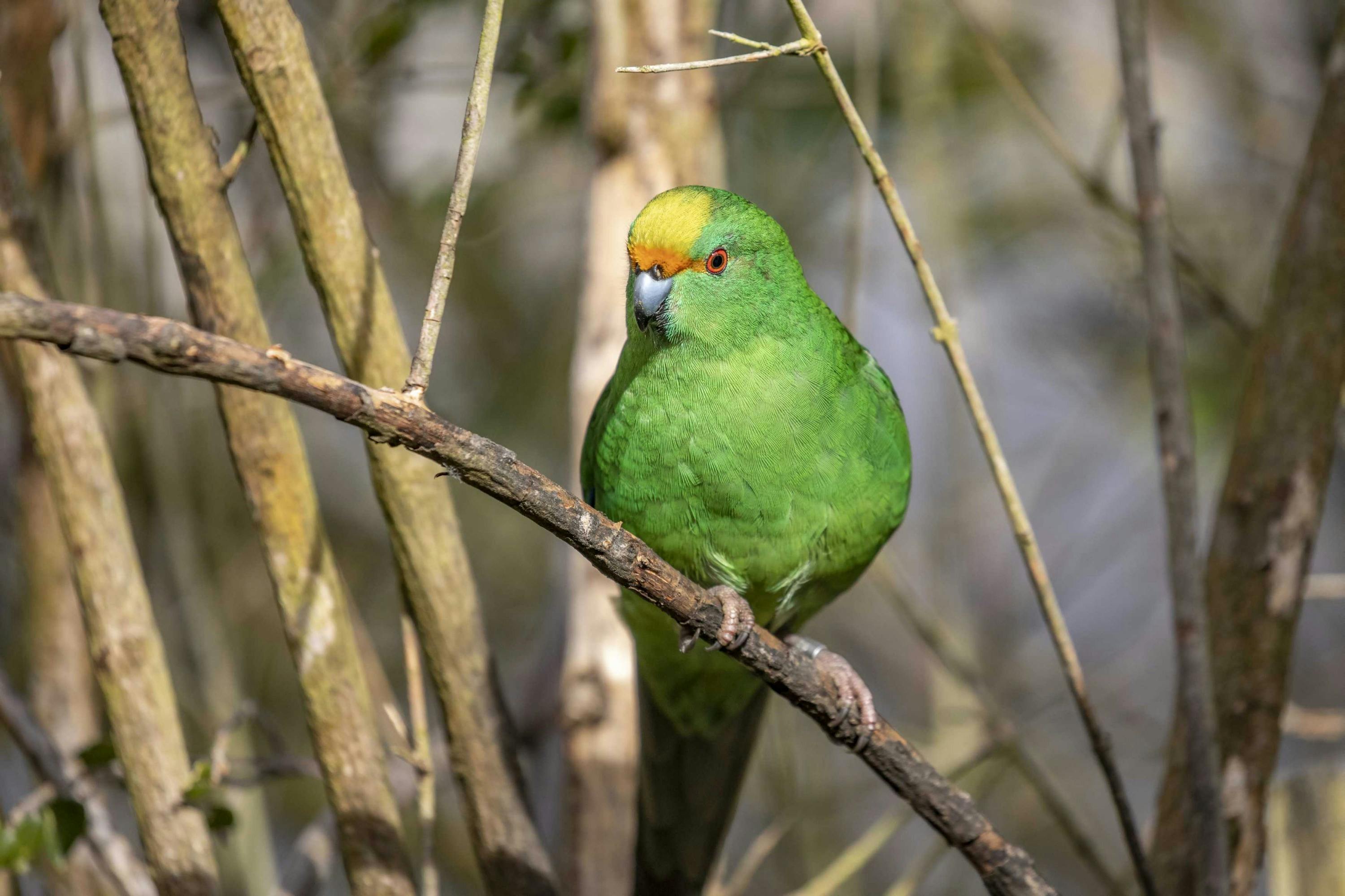 Orana Wildlife Park: General Admission Ticket