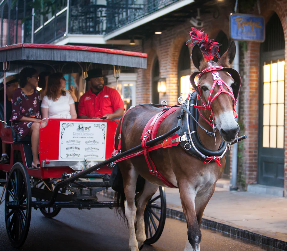 A horse-drawn carriage with three passengers and a driver, decorated with red harnesses, on a street with brick buildings at dusk.