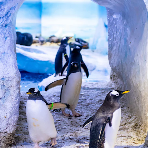 SEA LIFE London: Entry Ticket - Photo 5